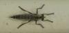 Tolmerus sp.